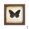 Marco de Fotos con Espécimen de Mariposa Real, Mariposa Cola de Golondrina con Banda Verde Regalo de Cumpleaños, Regalo de Día del Maestro Graduación, Adorno de Regalo Festivo