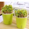 Atrapamoscas en maceta para uso en interiores en verano y otoño, Repelente de mosquitos, Atrapa moscas, Planta insectívora, Plántula grande, Planta verde, Insectívora