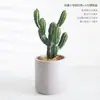 Decoración de ventana de escena interior planta grande columna de cactus nórdico planta verde artificial columna Wu Lun cactus de simulación