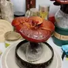 Entrega BásicaBonsai de Ganoderma Atmosférico e de Alta Qualidade Item de Presente Planta de Mesa Purifica o Ar Planta de Acúmulo de Virtude