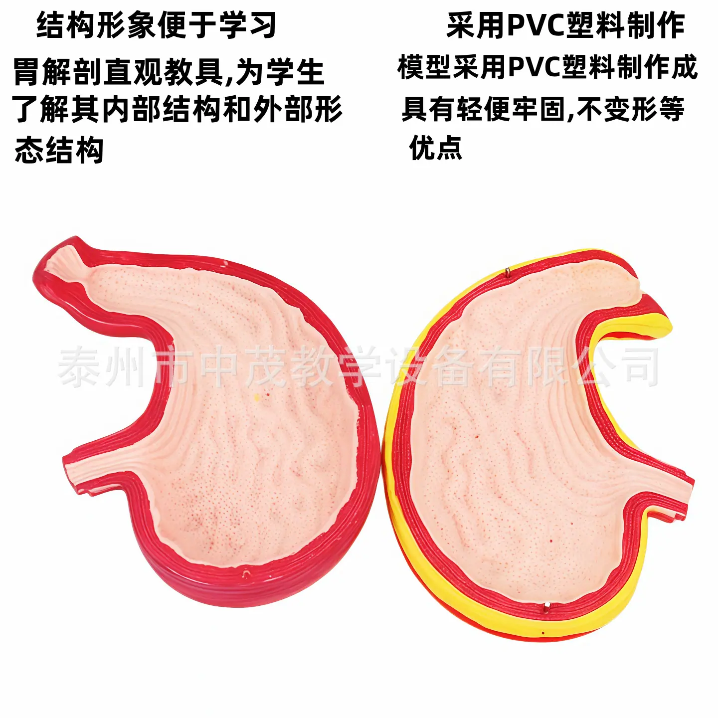 胃解剖 4.png