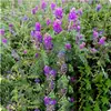 180 Variedades de Sementes de Flores Não Repetitivas, Fáceis de Cultivar em Todas as Estações, Podem Afastar Mosquitos, Adequadas para Varandas Internas e Externas, Distribuição Transfronteiriça