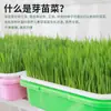 Plato Germinador de Brotes de Frijol Cultivo Hidropónico sin Tierra Casero Maceta Especial para Plántulas de Trigo Plato para Plantar Plántulas de Trigo Maceta para Plántulas de Brotes