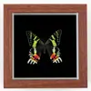 Mariposa Real, Especie Preciosa de Verano, Mariposa Rara, Hermosa Mariposa Fénix, Adorno de Escritorio, Ejemplar de Regalo, Pintura Decorativa Colgante, Decoración de Habitación de Dormitorio