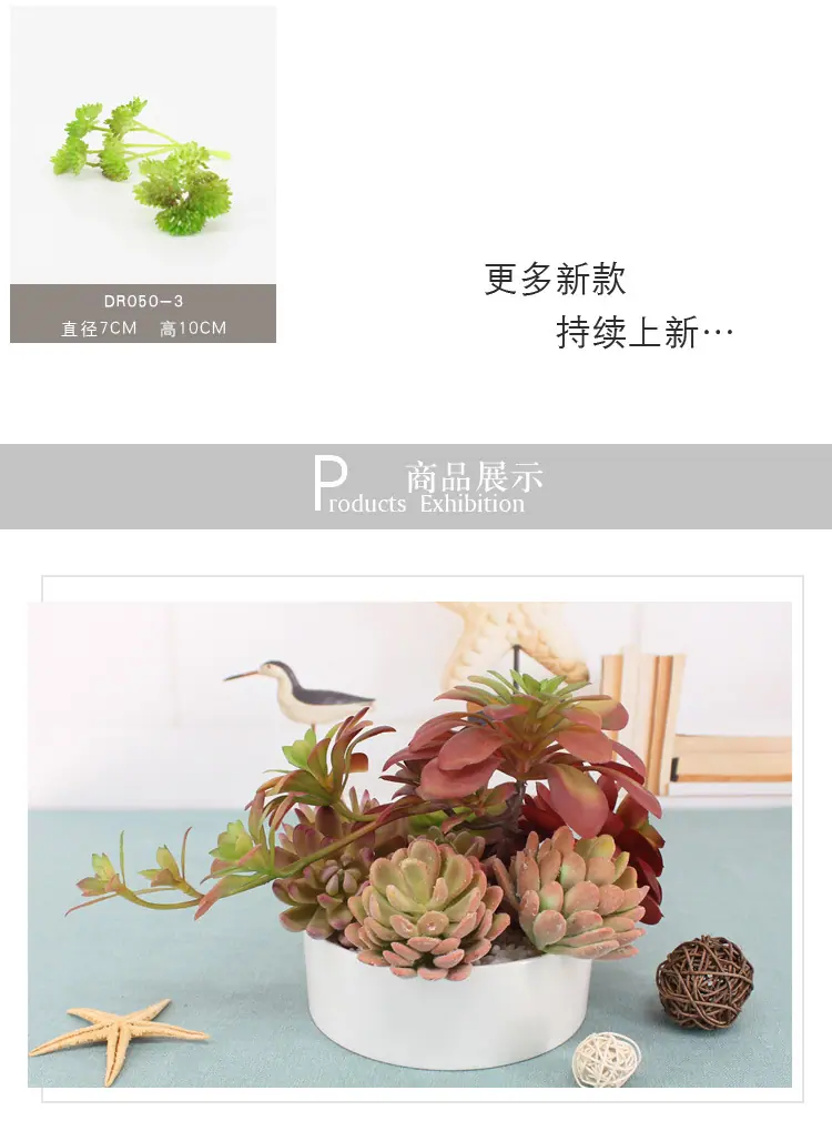 单枝多肉-2_12
