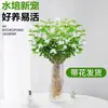 Mudas de Flores em Vasos com Botões de Flor, Pétalas Duplas, Flores Perfumadas Que Florescem o Ano Todo, Plantas Verdes Fáceis de Cuidar para Mesas de Escritório Internas