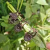 Suporte de Haste para Orquídea Phalaenopsis Suporte de Jardim Flor Orquídea Clip de Galho Planta Trepadeira Fixador Planta Verde