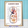 Diagrama esquemático del sistema musculoesquelético humano. Póster médico. Diagrama de la estructura del corazón. Póster hospitalario.
