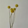 Flor Seca Bola Dourada Amazon Pequena Cana Grama Rabo de Coelho Espanador de Cerdas Macias Buquê Combinado Decoração Decoração Criativa