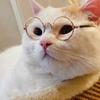[Haz Gato de Internet] Gafas para Mascotas Hip Hop Gafas Divertidas Gafas de Sol para Gato Perro Accesorios de Moda Mascota