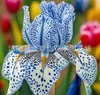 Semillas de rizomas de iris de flor azul, semillas de flores de bulbo, fáciles de cultivar y florecen todo el año, adecuadas para paisajismo de jardines y plantas en maceta