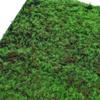 Césped artificial con musgo verde, paisajismo, pared vegetal, micropaisaje artificial, bonsái, césped artificial, musgo artificial, pavimento decorativo.