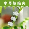 Clip de Enxerto de Galho de Flor Pequena para Jardinagem, Mudas de Flores, Plantas, Vegetais, Frutas, Tomates, Plástico Nursery Pe Plástico de Borracha