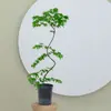 Plantas de interior de escritorio Liuchuanfeng para salas de té, plantas verdes de inspiración zen, bonsáis de nuevo estilo chino, plantas en maceta decorativas para vestíbulos y oficinas