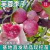 Mudas de Ameixa Hibisco de Peça Única para Dropshipping para Plantio no Norte e Sul, Plantas em Vasos para Pátio, Mudas de Ameixa de Polpa Vermelha Enxertadas de Frutas Extra-Grandes