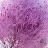 Hierba de Amante Flor Eterna Flor Real Natural Ramo de Flores Eternas Caja de Regalo para el Día de San Valentín con Arreglo Floral de Aromaterapia Especial al por Mayor