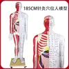Profesional Hd 185cm Punto de Acupuntura Meridiano Modelo Humano Modelo Medicina Tradicional China Enseñanza en Casa Modelo de Acupuntura