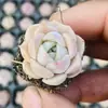 Base de planta suculenta autoproducida y autovendida al por mayor suculentas pequeñas combinación de flores plantas en maceta plantas carnosas Lithops Haworthia
