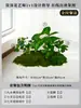 Musgo para Paisajismo de Plantas Verdes Plantas Artificiales Decoración Flores Artificiales Combinación Tropical para Interiores Paisaje de Ventana Persa Arreglo de Césped