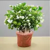 Planta de Jazmín en Maceta Florece en Todas las Estaciones, Plántulas de Jazmín Especialmente Aromáticas con Capullos, Plantas con Flores, Florales de Interior, Fácil de Cultivar