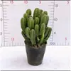 Conjunto fofo de plantas de interior para mesa para jardim de infância, fácil de cultivar e cuidar, pequenas plantas em vasos