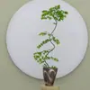 Plantas de interior de escritorio Liuchuanfeng para salas de té, plantas verdes de inspiración zen, bonsáis de nuevo estilo chino, plantas en maceta decorativas para vestíbulos y oficinas