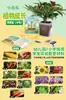 Pequeño Agricultor de Flores Estudiante Paquete de Material de Apoyo para Plantación Experimental Frutas y Verduras Girasol Tomate Impatiens Observación del Crecimiento de Plantas