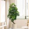 Planta de Simulación Madera Pie de Pato de Pie en Maceta Planta Verde Biónica Adornos Sala de Estar Lado del Sofá Decoración del Hogar Bonsái Árbol Falso
