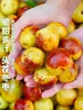 Jujuba de Inverno Shaanxi 2,5kg Jujuba Sazonal Recém-Colhida Jujuba Verde Crocante Doce Caixa Completa Frete Grátis Dali