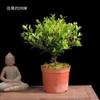Red Nan de Hoja Pequeña es Perenne en Todas las Estaciones, Fácil de Cultivar en Interiores, Plantas Fáciles de Cuidar en la Sala de Estar, Adornos de Plantas Verdes de Escritorio para Oficina, Plantas Pequeñas en Maceta
