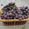 Cesta de Plástico para Recolección de 5 kg para Frutas, Naranjas, Fresas, Bayas, Champiñones y Verduras, Venta Directa del Fabricante, Bandeja de Frutas de Estilo Simple
