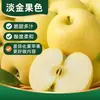 Manzana de Yantai, Shandong, Crema Dorada, Manzana Fuji Cremosa, Crujiente, Dulce, Jugosa, Fruta Fresca, Manzana Amarilla de Qixia, Especialidad