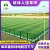 Campo de fútbol para escuelas primarias y secundarias césped artificial de alta calidad con relleno de arena césped artificial mejora inspección de estándar nacional para escuelas primarias y secundarias