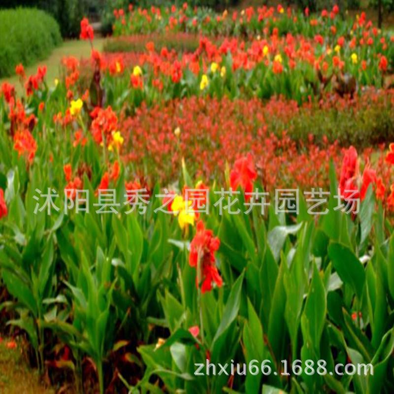 美人蕉