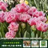 Resistencia al FríoTulipán Holandés Hidropónico Planta de Floración Cuatro Estaciones Planta Verde Flores en Maceta para Sala de Estar Apto para Principiantes
