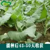 Semillas de Col Rizada Dulce, Campo Agrícola Campo de Verduras Siembra Verdura Híbrida Semillas de Col Rizada con Tallo Grande, Sabor Crujiente y Dulce