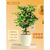 Plántulas de Osmanthus Florales en Maceta Todo el Año Osmanthus Agosto Osmanthus de Interior Fácil de Cultivar Comestible Balcón Patio Plantas Muy Aromáticas