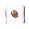 Artesanía Jingling Muestras Biológicas Acuáticas Conchas de Caracol Peces Camarones Cangrejos Regalos de Educación Científica Adornos de Resina Caja Sorpresa