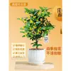 Plántulas de Osmanthus Florales en Maceta Todo el Año Osmanthus Agosto Osmanthus de Interior Fácil de Cultivar Comestible Balcón Patio Plantas Muy Aromáticas