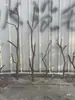 Madera en bruto, ramas secas, ramas marchitas, materiales para arreglos florales, materiales de paisajismo, mobiliario suave, decoraciones de techo creativas para interiores, jarrones para arreglos florales y adornos de madera seca