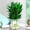 Plantas Hidropônicas de Bambu Ricas para Sala de Estar, Flores e Plantas Verdes que Atraem Fortuna, Plantas de Vaso para Interior, Bambu Guanyin com Raízes, Bambu que Atrai Fortuna, Bambu que Atrai Fortuna