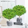 Planta de Vaso Perfume Milão com Botões de Flor, Caule Antigo, Planta de Interior Que Floresce o Ano Todo e Repele Mosquitos