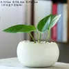 Maceta Hidropónica de Cáscara de Huevo de Planta de Dinero Maceta para Narcisos Maceta Hidropónica de Cerámica de Dinero No Porosa