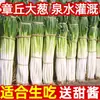 Cebolletas frescas de Zhangqiu, Shandong 5 kg Salsa dulce gratis con cebolletas de tallo de hierro 2.5 kg Cebolletas crujientes no redondas, cebolletas rojas del noreste