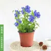 Plántulas de Flores en Maceta Copo de Nieve Azul Florecen en Todas las Estaciones, Plantas Trepadoras Ornamentales para Jardín de Balcón, Resistentes al Calor y Fáciles de Cuidar, Copos de Nieve Blancos