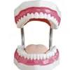 Cuidado dental salud modelo oral dental materiales dentales modelo de dentadura postiza enseñanza práctica