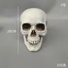 Modelo de Caveira Realista para Halloween em Vários Tamanhos, Adereços de Decoração de Terror para Casa Assombrada e Sala de Fuga, Decorações de Cena