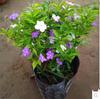 Plantas de Interior em Vaso com Folhas Verdes: Pothos, Menta, Planta Cobra, Árvore do Dinheiro, Jasmim e Outras Combinações de Plantas Verdes