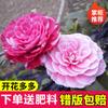 Dropshipping Plántulas de Camelia Xiangfei Plantas de Camelia en Maceta Florecen en Todas las Estaciones y Son Buenas para Alimentar Interiores Sala de Estar Balcón Exterior