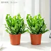 Helecho Nido de Pájaro Planta Verde para Sala de Estar Planta en Maceta de Interior para Entrada del Hogar, Baño, Dormitorio, Estación de Trabajo, Fácil de Cuidar, Aspecto de Alta Gama